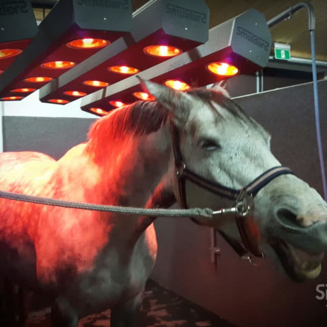 Smulders heste solarium galleri — billede 7